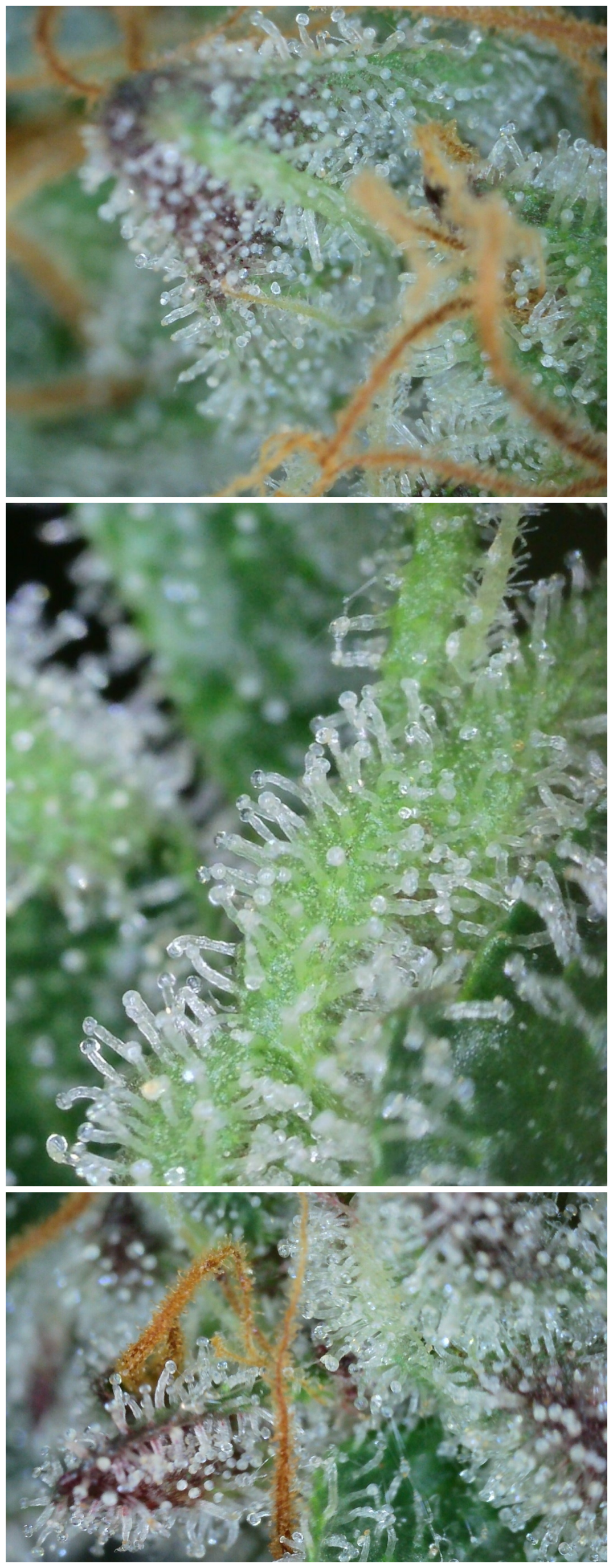 Trichome2.png