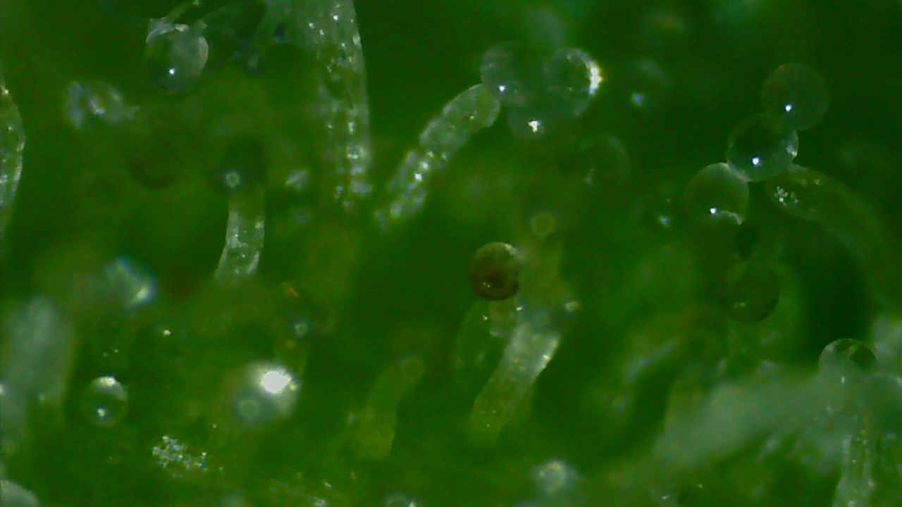 Trichome2_small.jpg