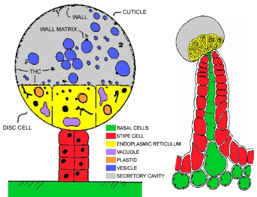 trichome3.jpg