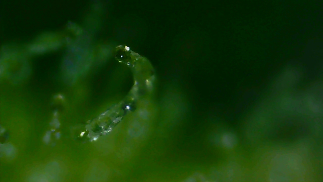 Trichome3_small.jpg