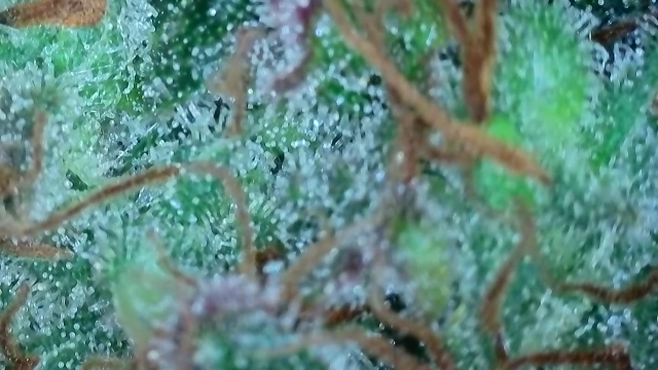 Trichomes (1).jpg