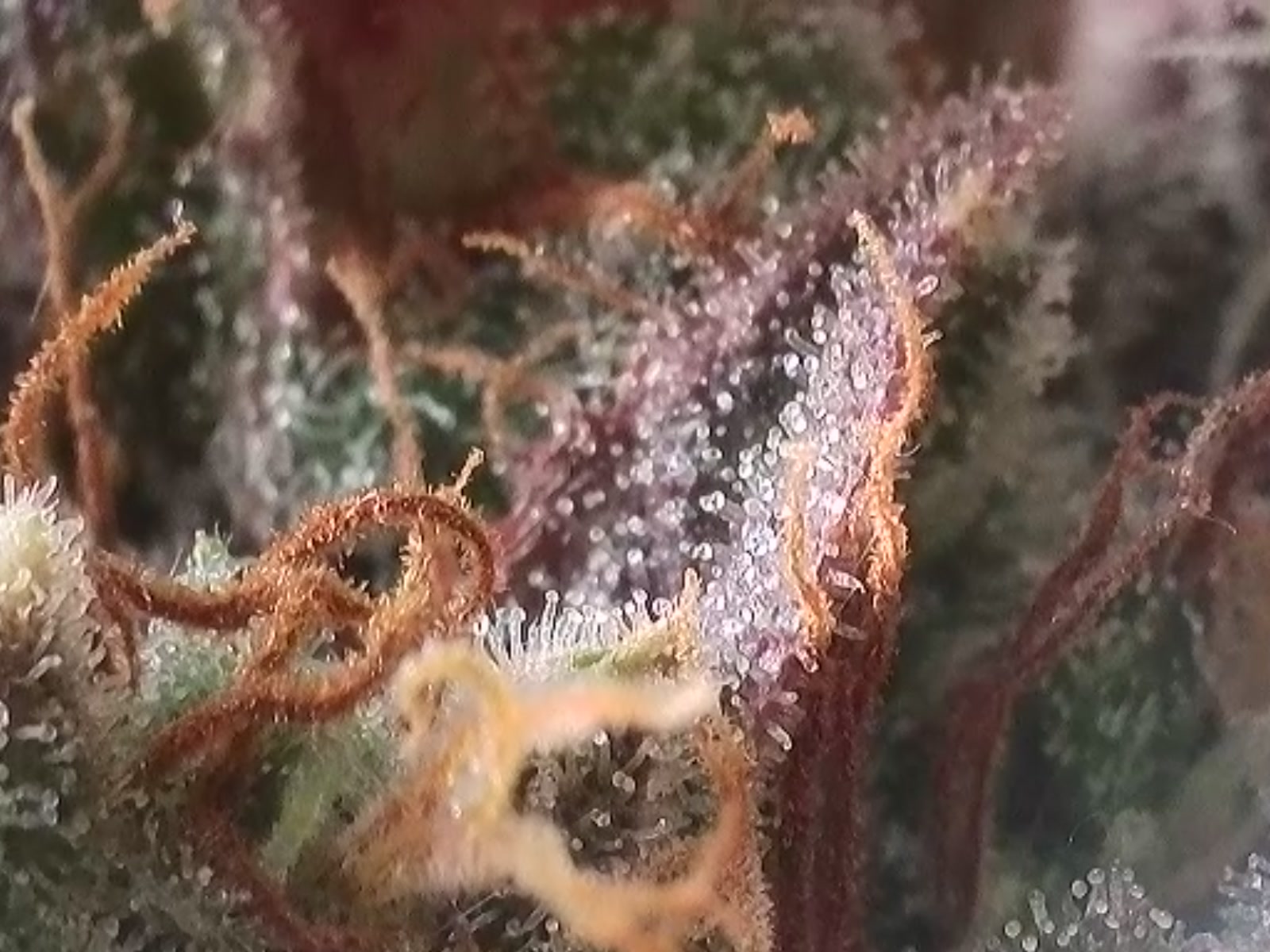 Trichomes (1).jpg