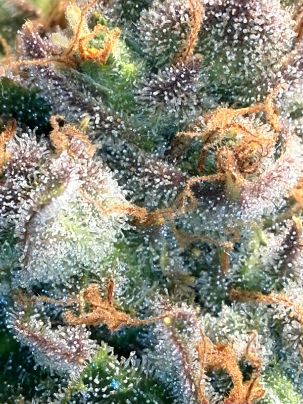 Trichomes  (1).jpg