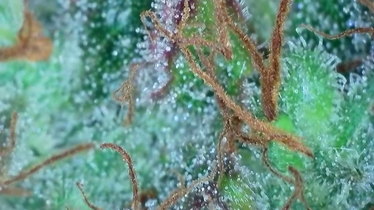 Trichomes (2).jpg