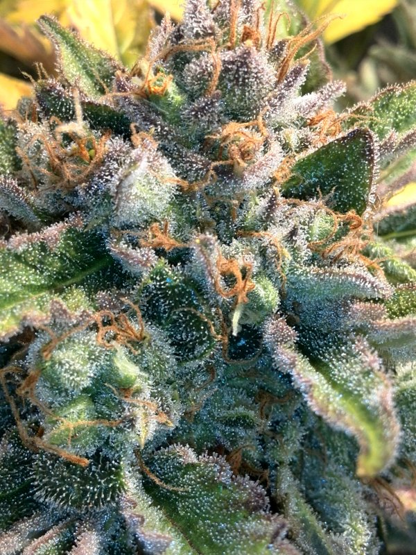 Trichomes  (2).jpg