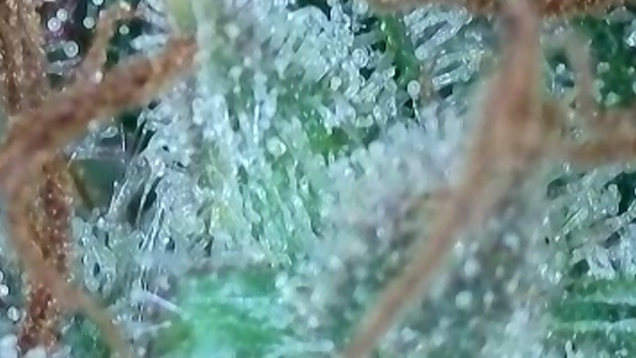 Trichomes (3).jpg