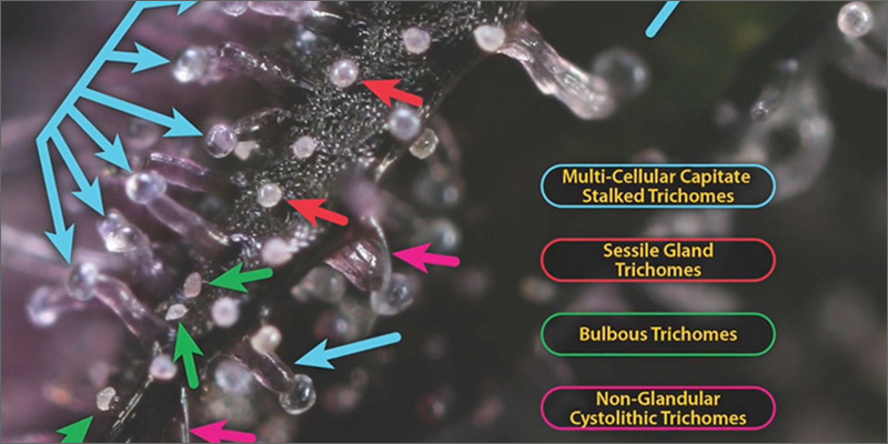 trichomes-3types.jpg