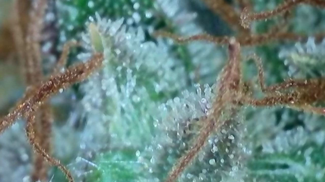 Trichomes (4).jpg