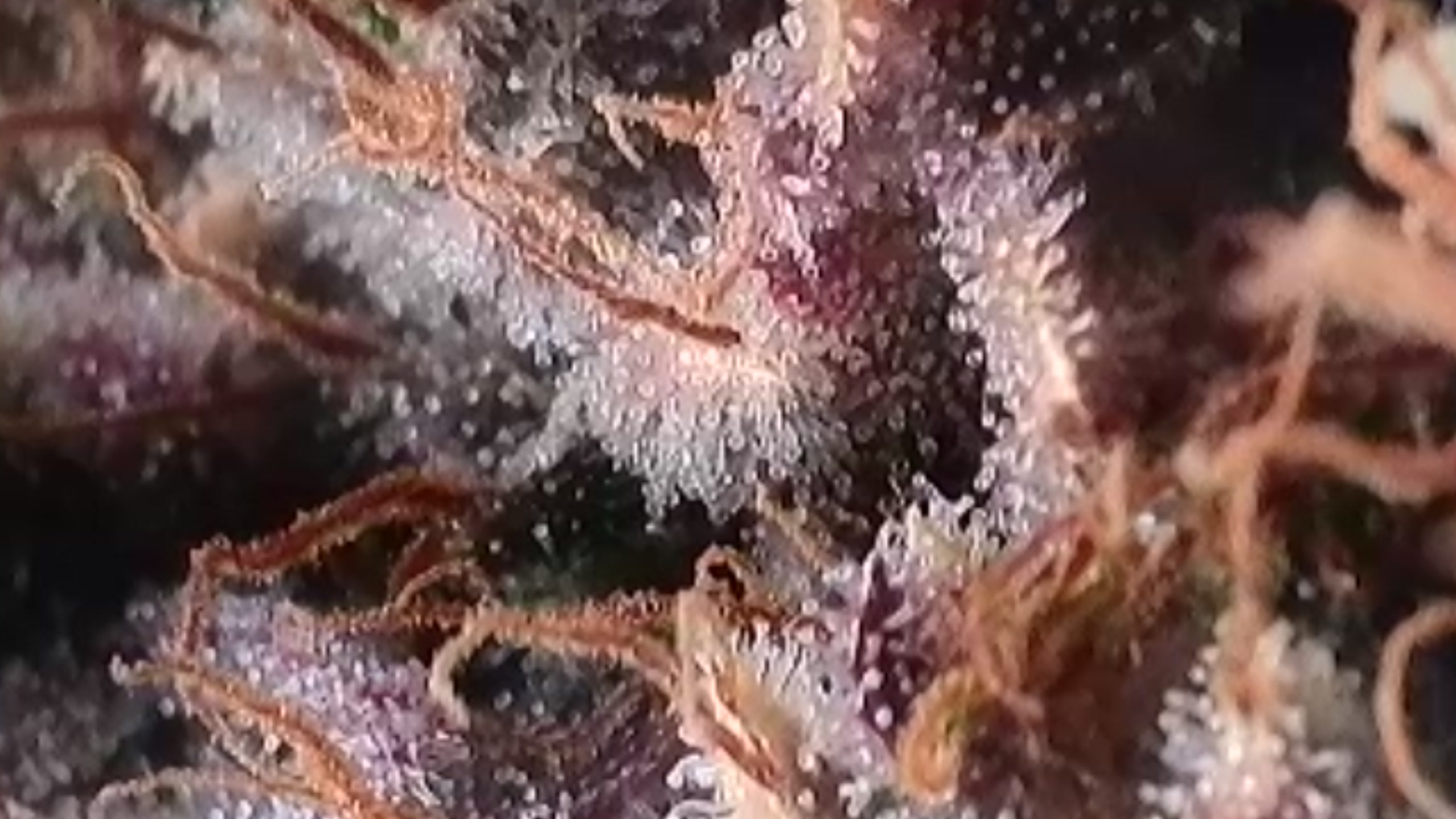 Trichomes (4).jpg