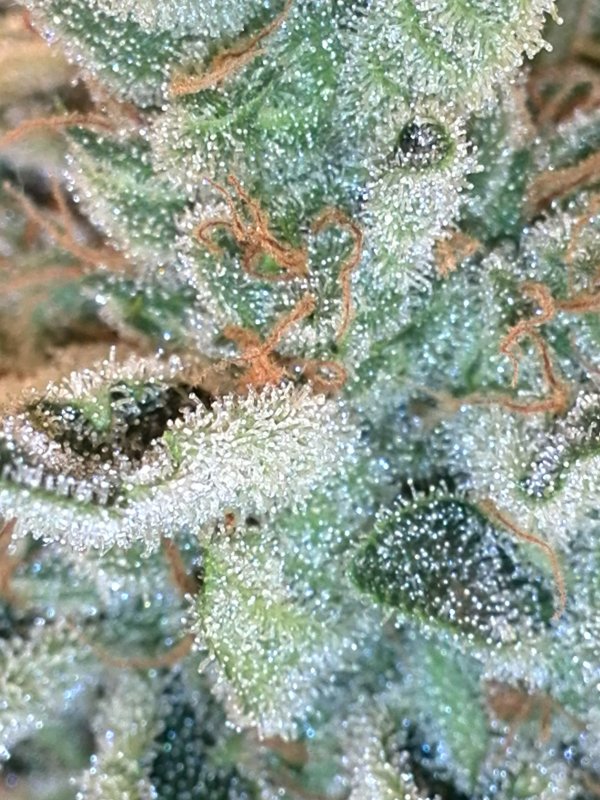 Trichomes  (4).jpg