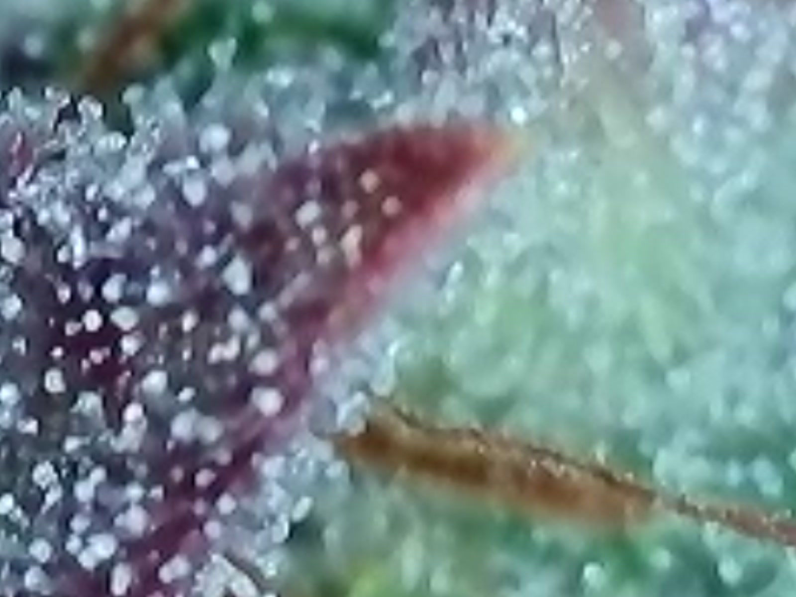 Trichomes (5).jpg