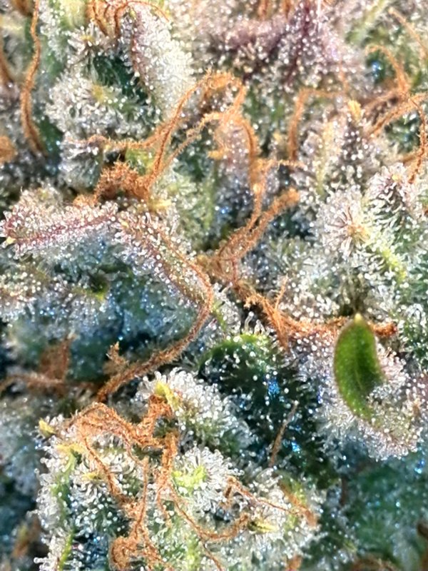 Trichomes  (7).jpg