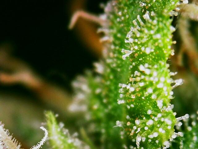 trichomes bruce.jpg