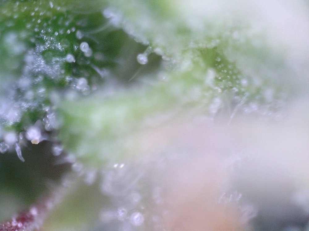 trichomes clear.jpg