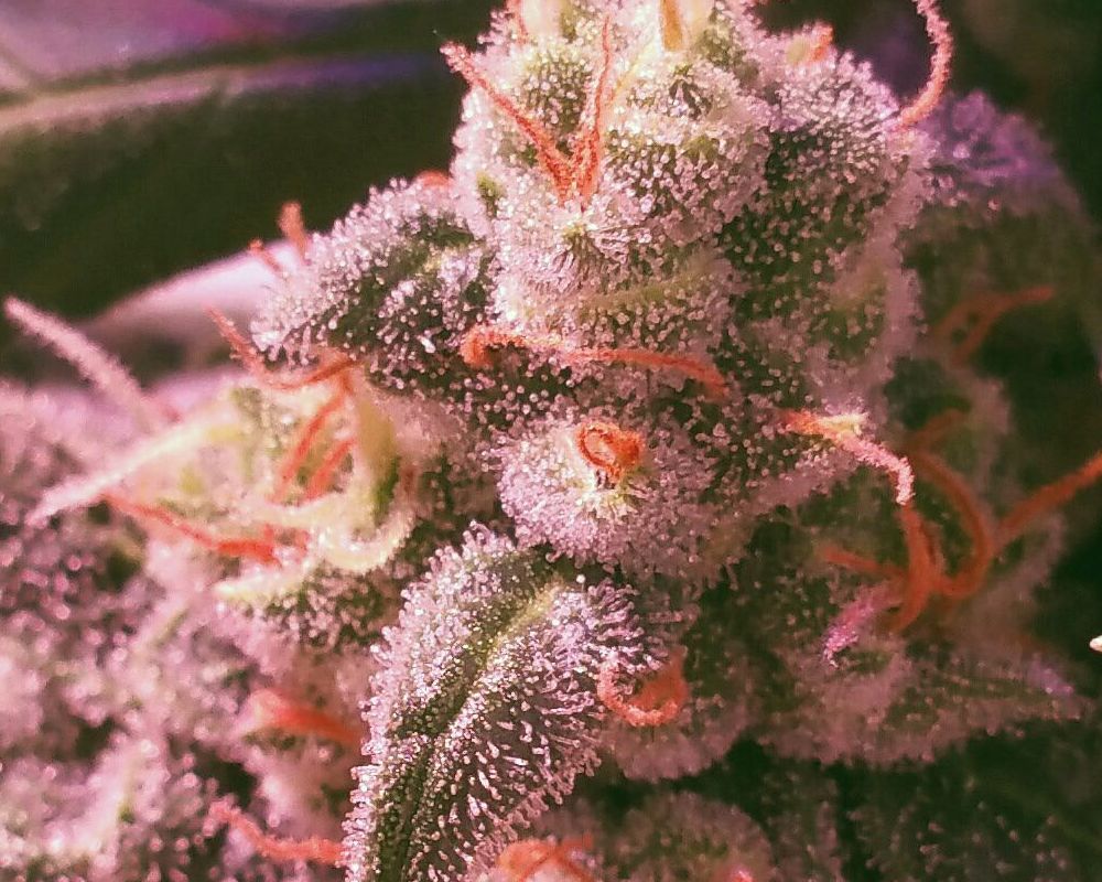 trichomes close up.jpg