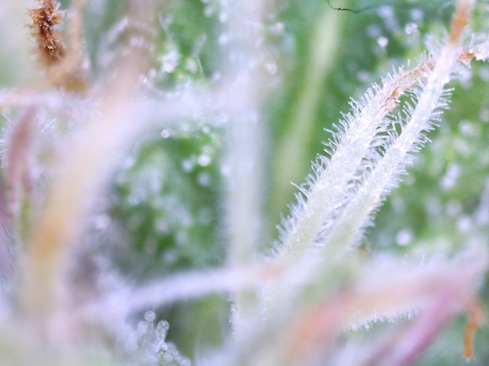 Trichomes glueberry.jpg