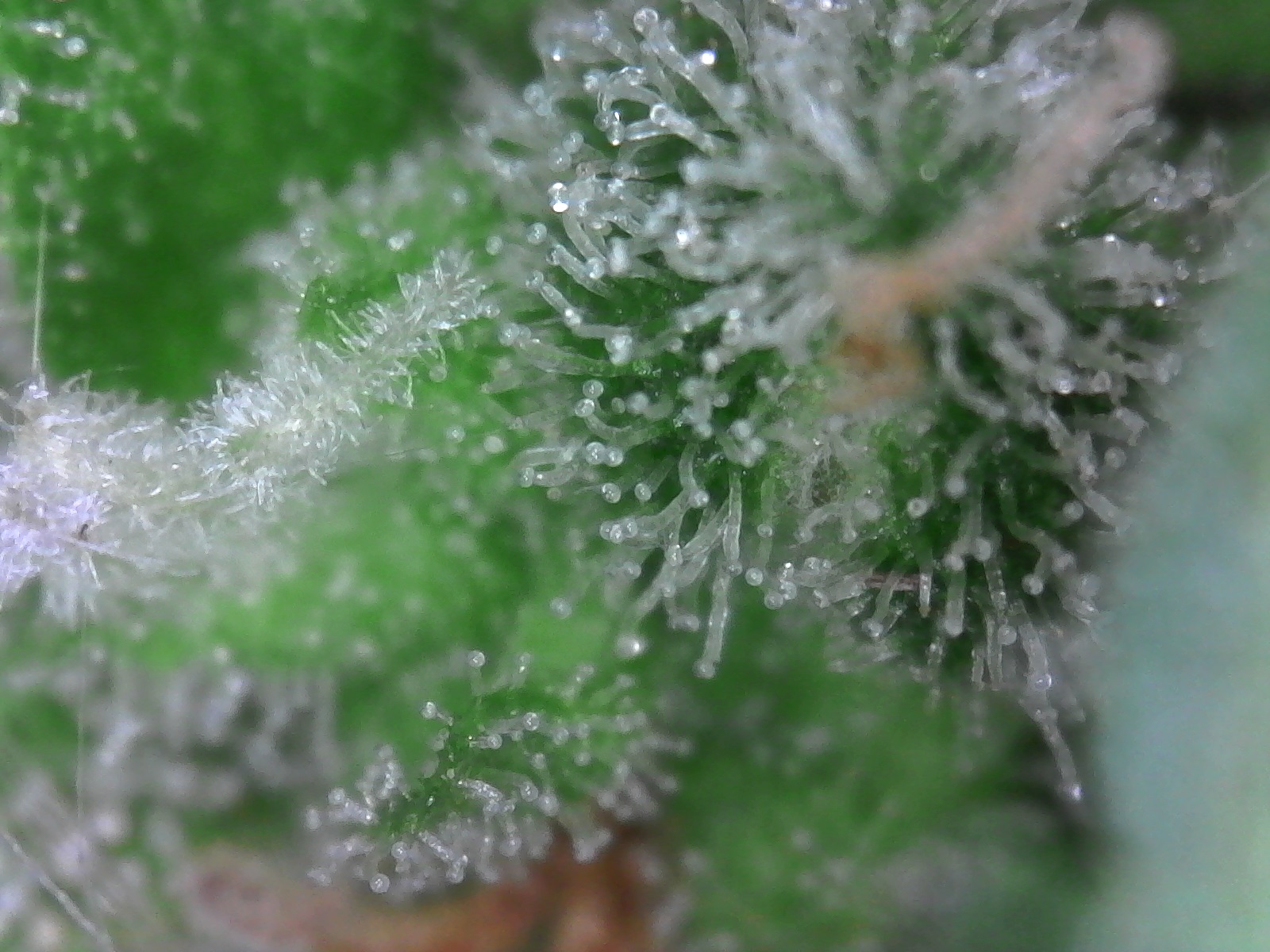 trichomes.jpg