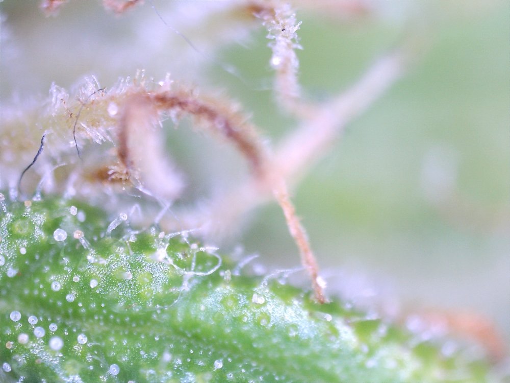 trichomes slightly amber.jpg