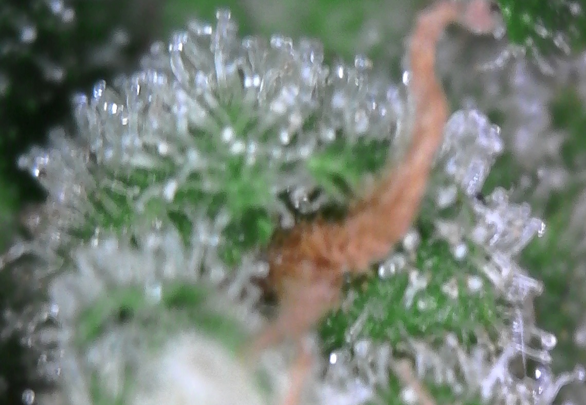 trichomes2.jpg