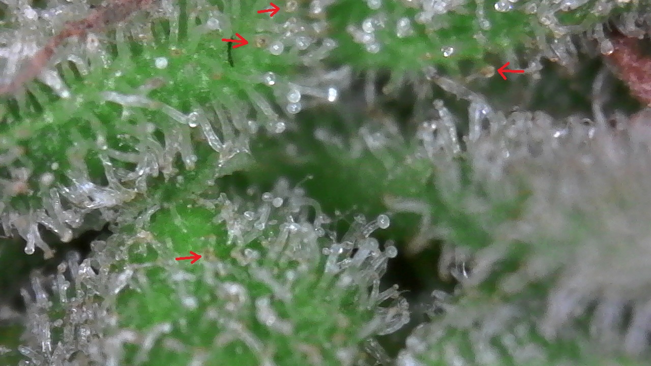 trichomes3.jpg