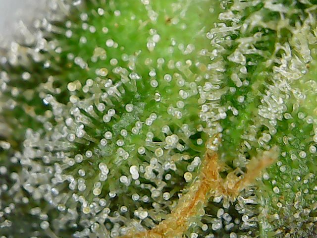 trichs 1.jpg