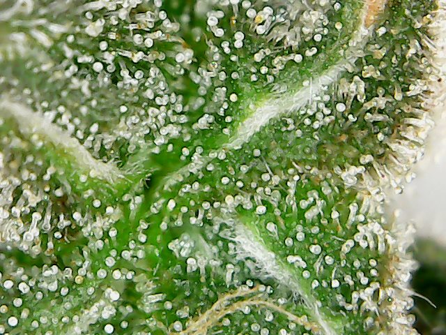 Trichs 2.jpg