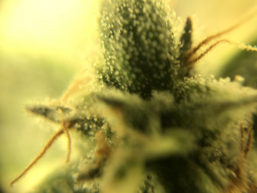 trichs cdlc day 76 2.JPG