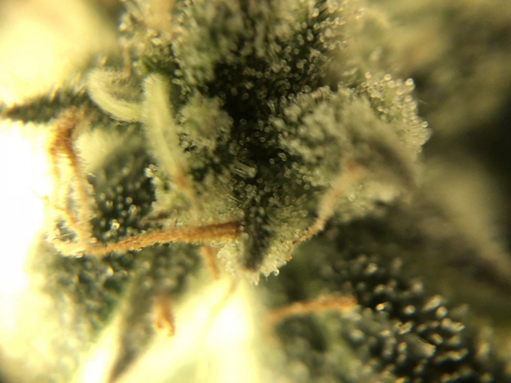 trichs cdlc - day 76 3.JPG