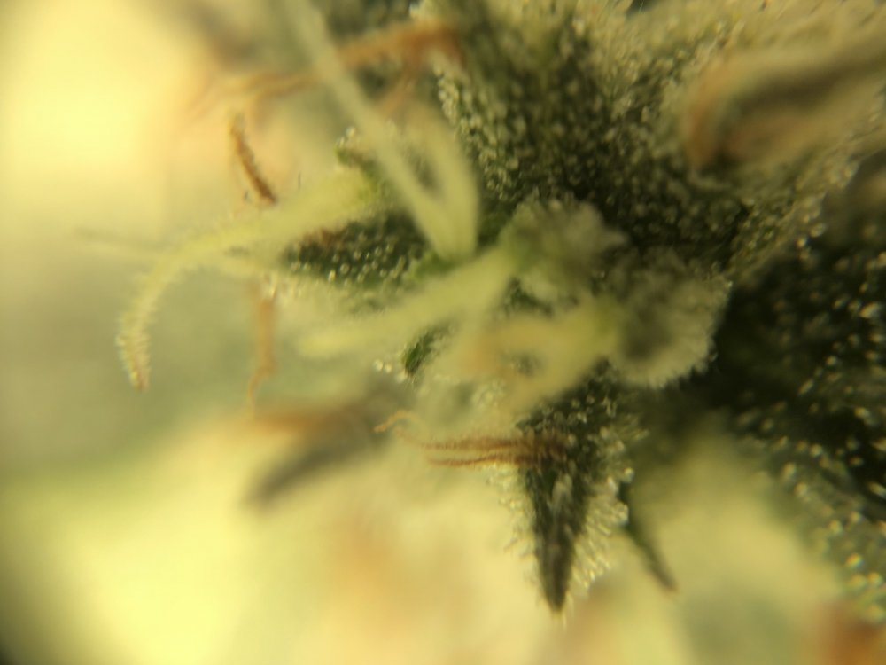 trichs cdlc - day 76.JPG