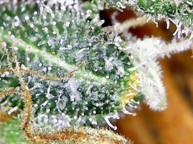 Trichs Day 101a.jpg