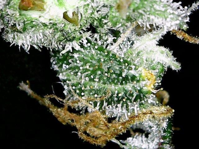 trichs day 101b.jpg