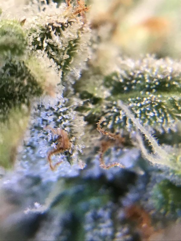 trichs.jpg