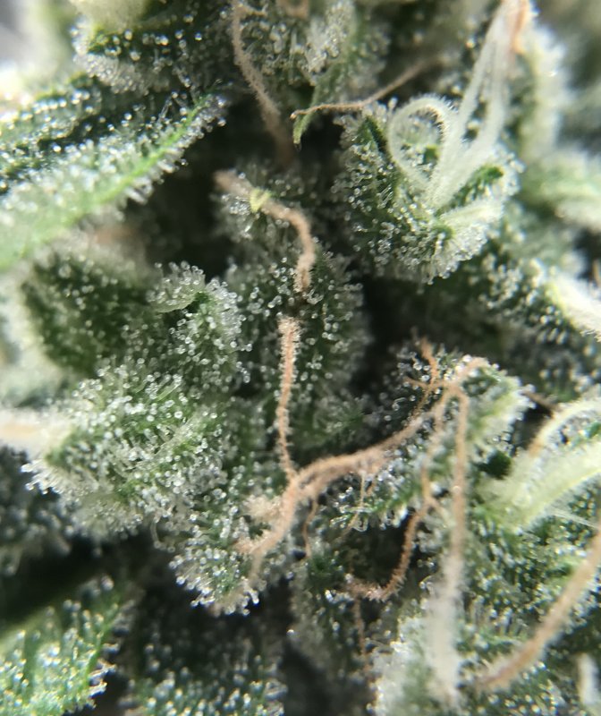 trichs.jpg