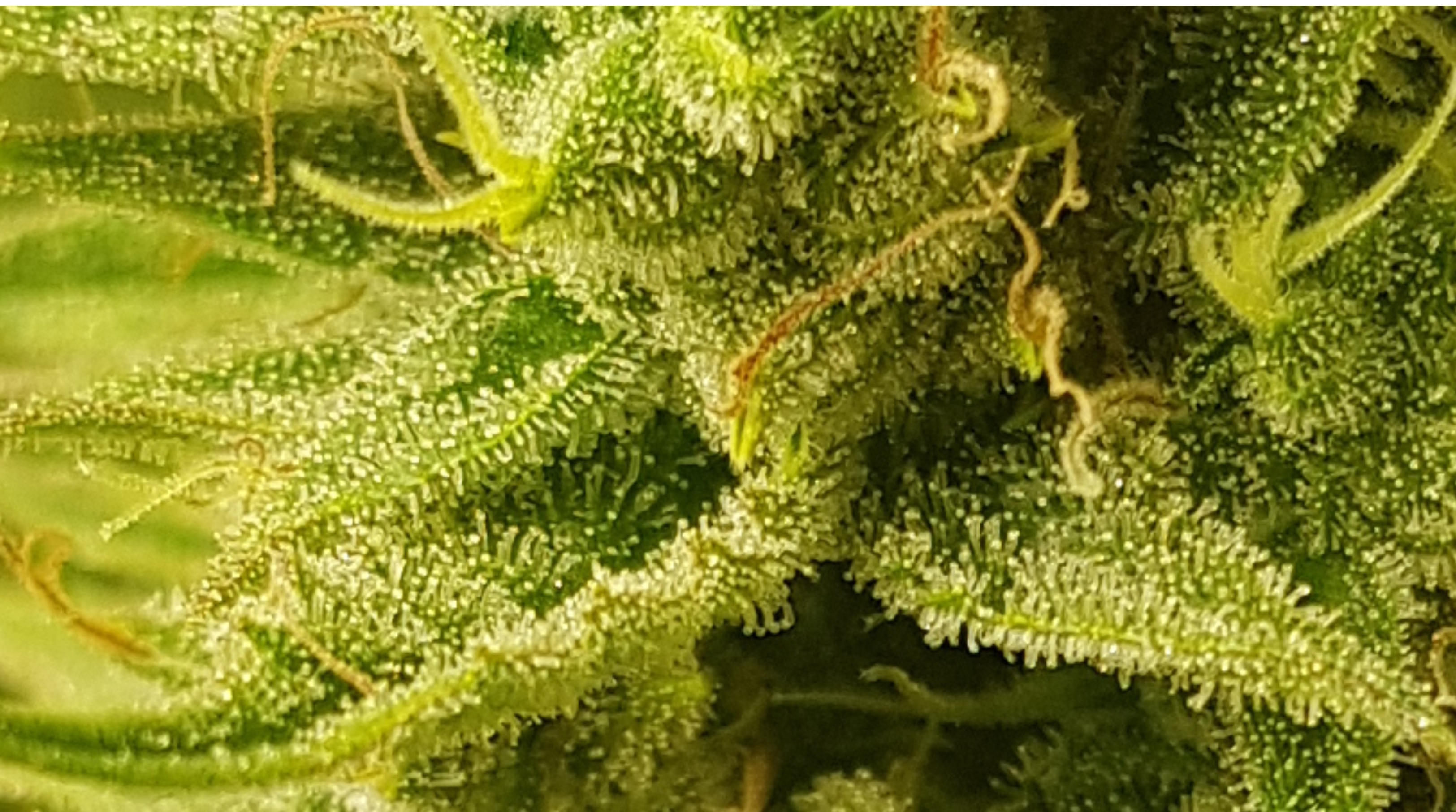 trichs.jpg