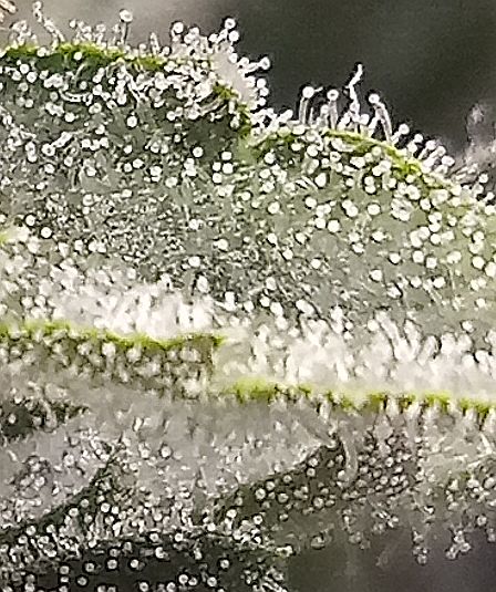 trichs.jpg