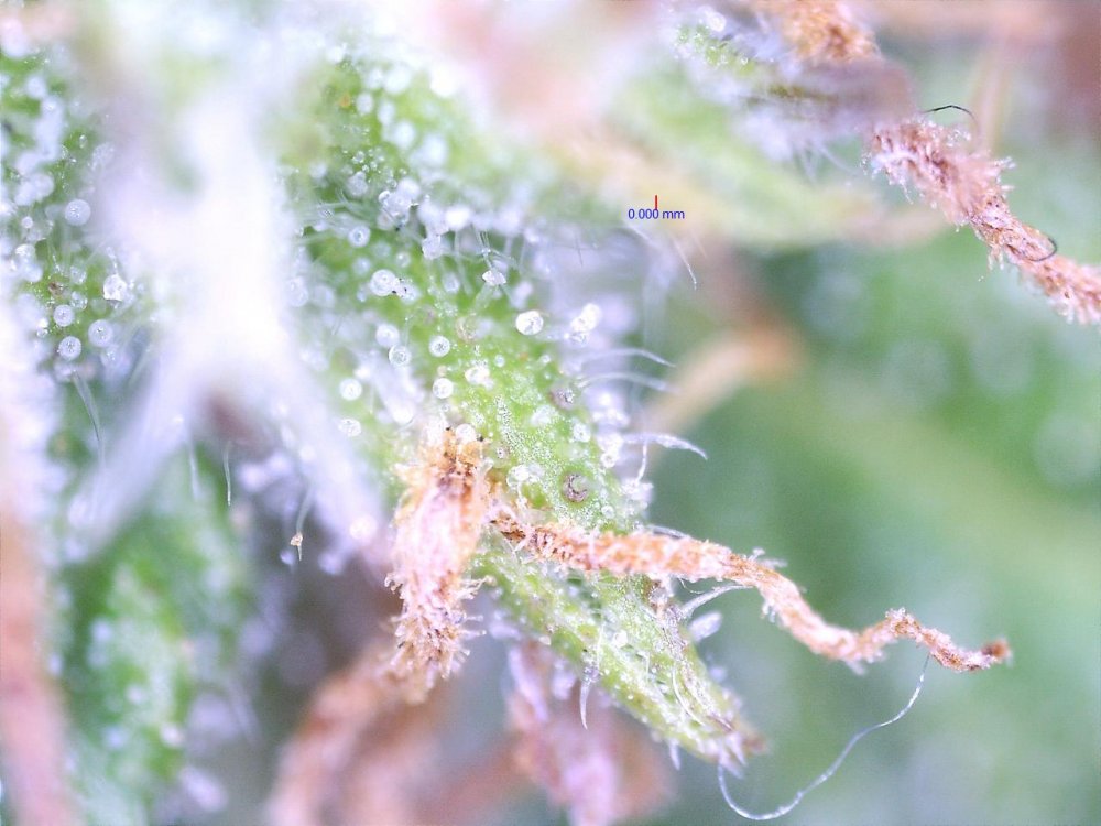 Trichs.jpg