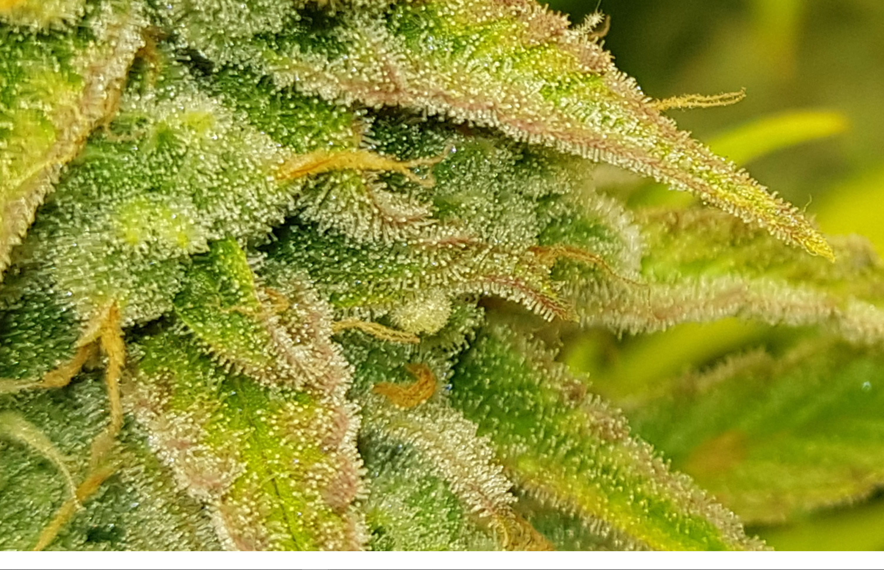 TRICHS NEW 2.png