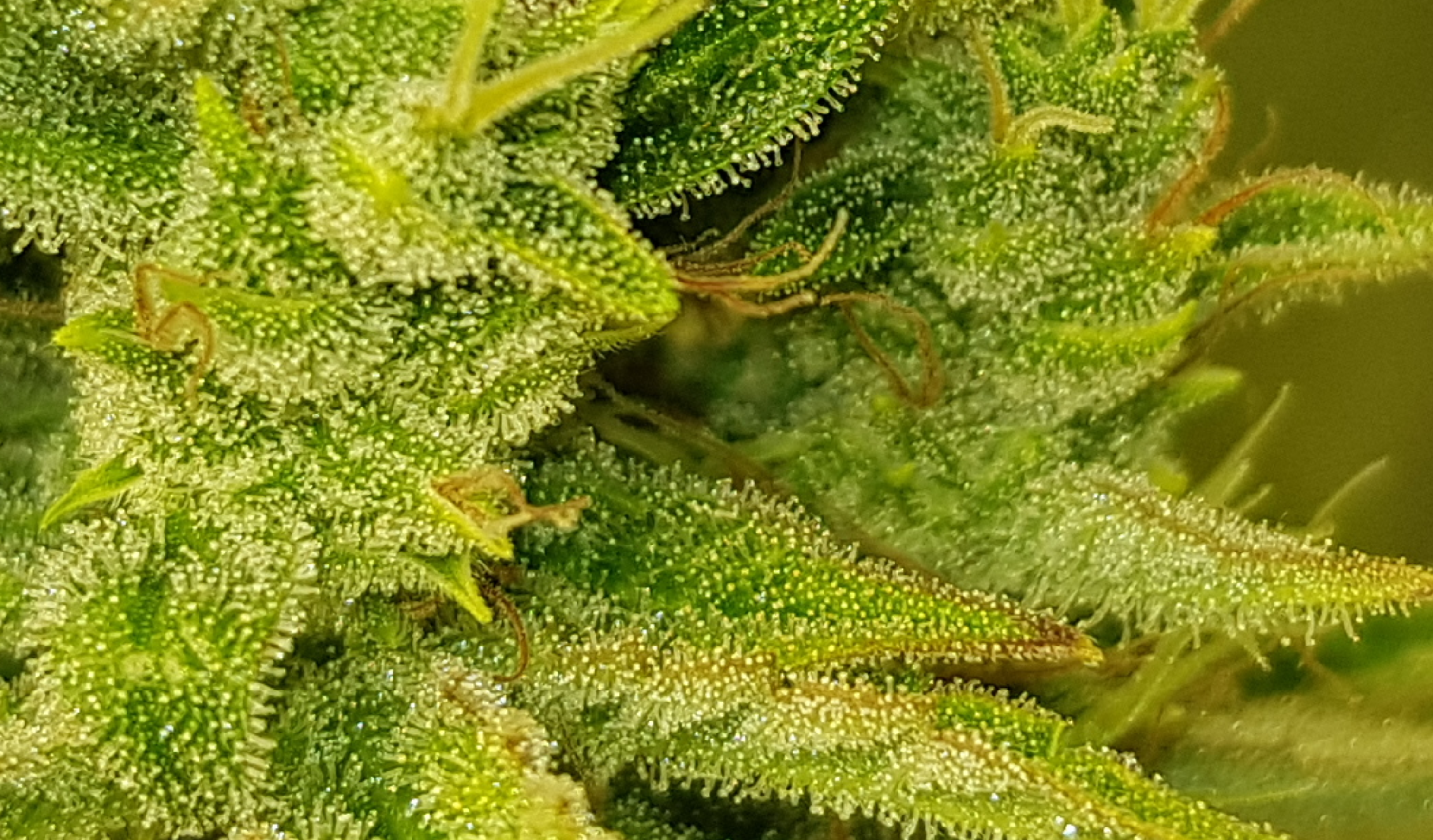 TRICHS NEW.png