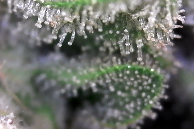 trichs on 10-3-17 at 9.53 AM.jpg