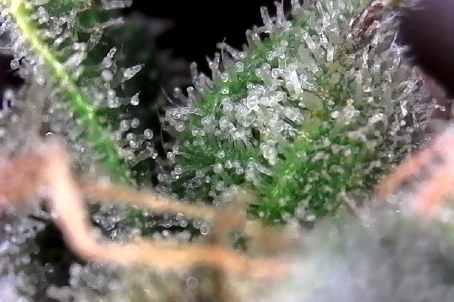 trichs on 10-3-17 at 9.56 AM.jpg