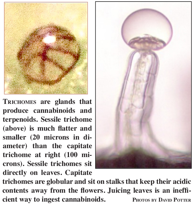 trichs.png