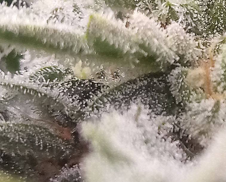 trichs2.jpg