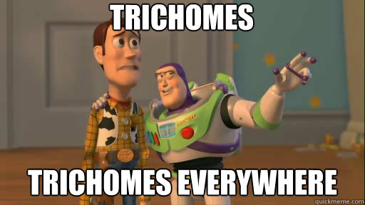 tricomes meme 2 .jpg