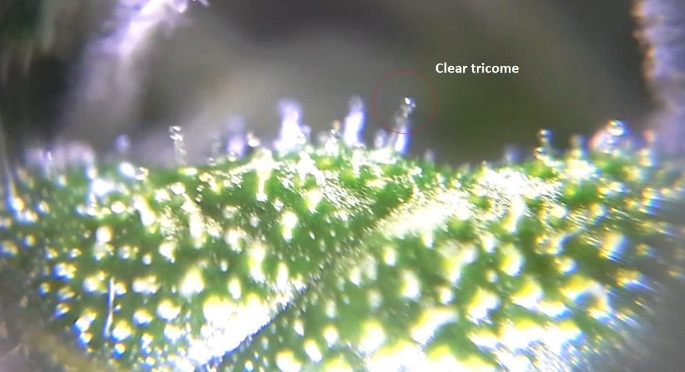 tricomes2 62.jpg