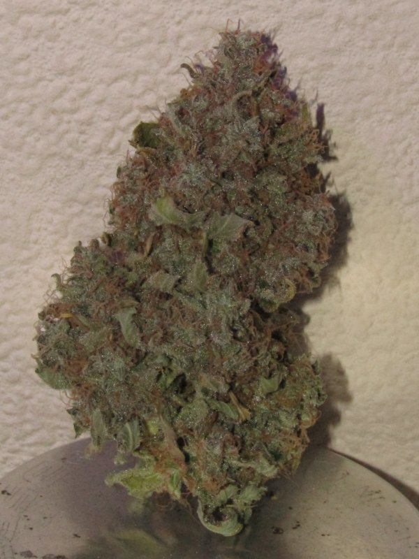 trident special bud.JPG