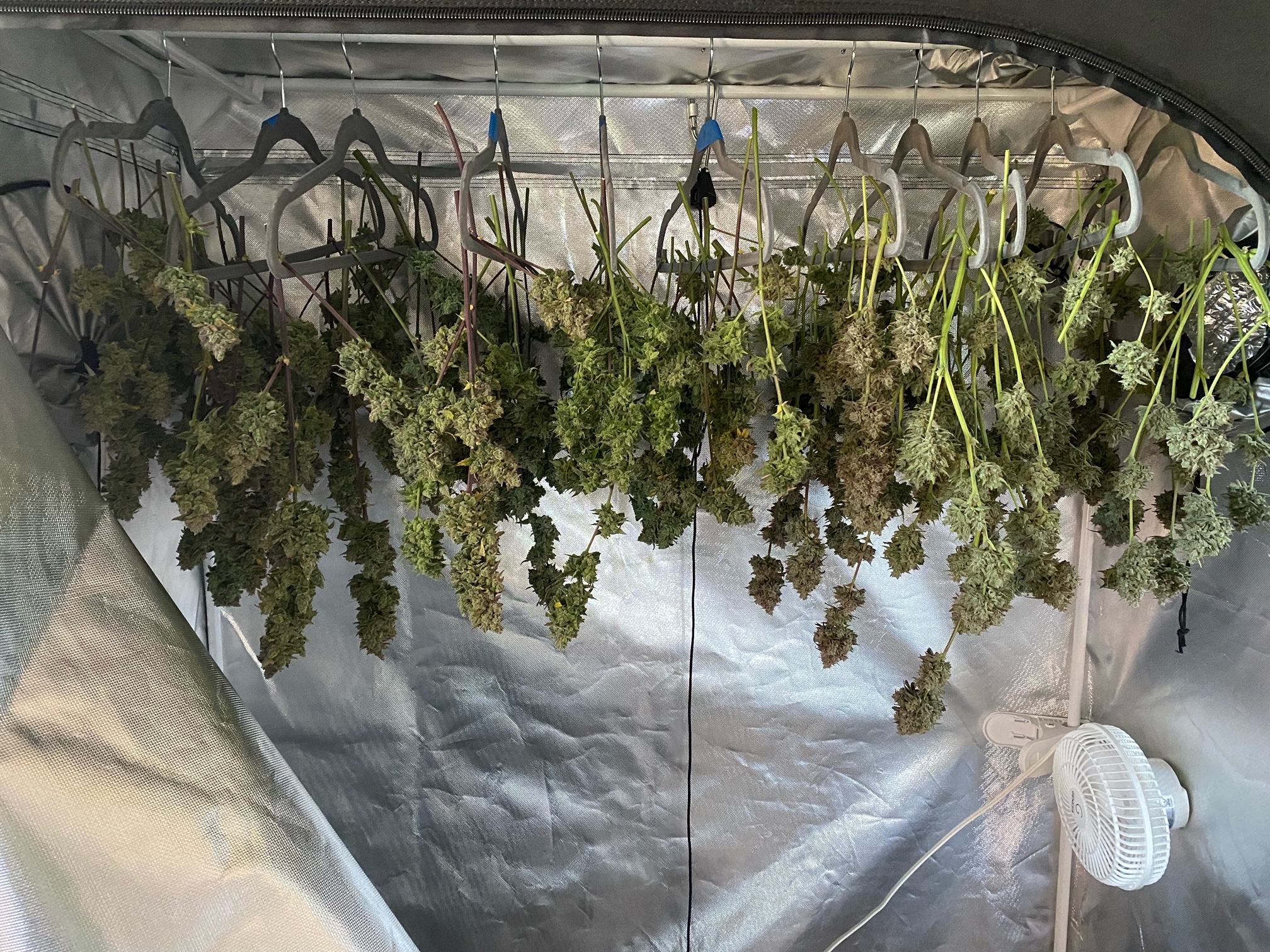 Triks & Whiskey - Day 84 - Harvest.jpeg