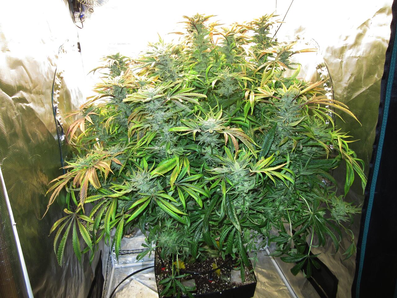 tsw2000GROW1.jpg