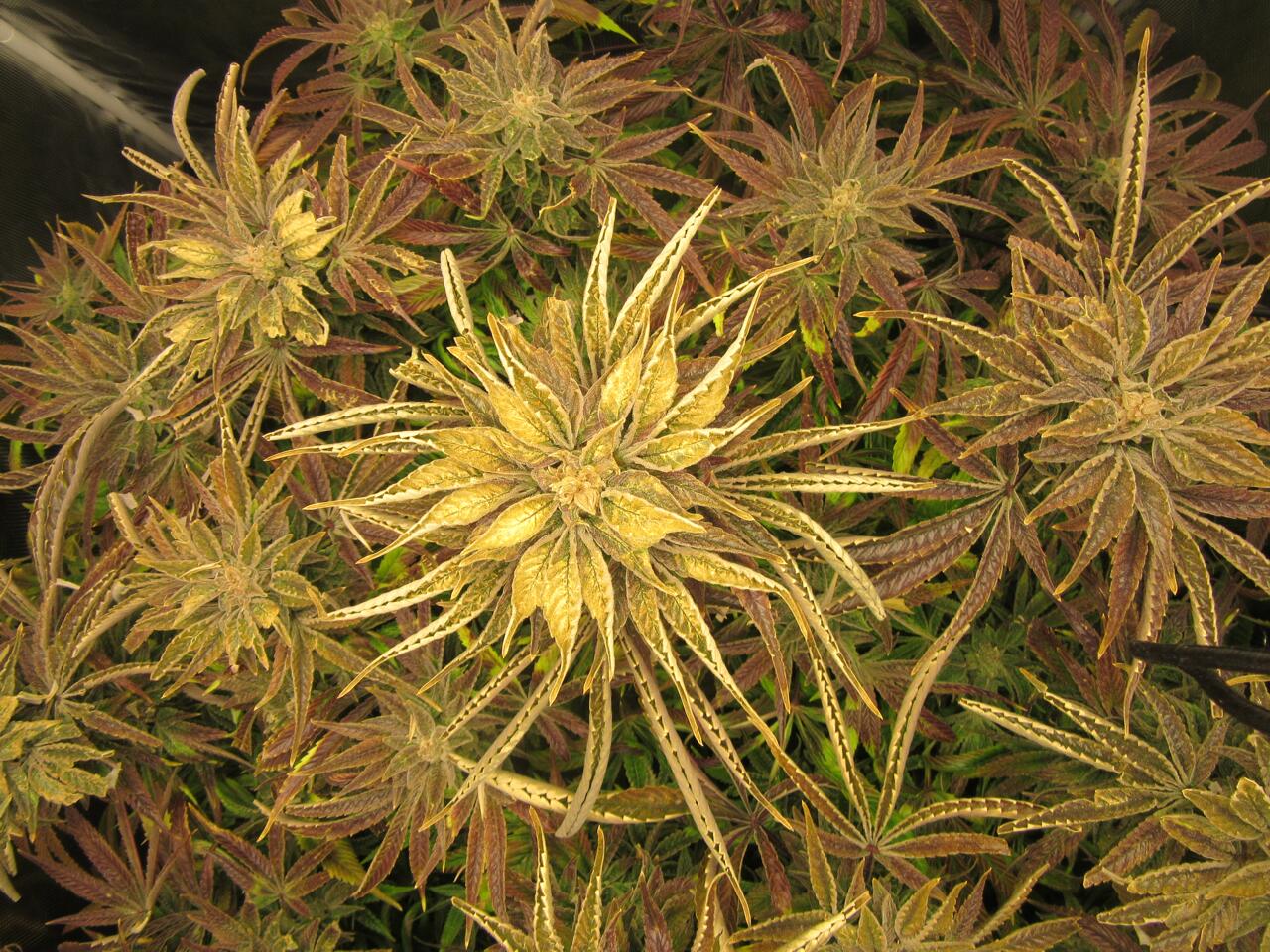 tsw2000grow2.jpg