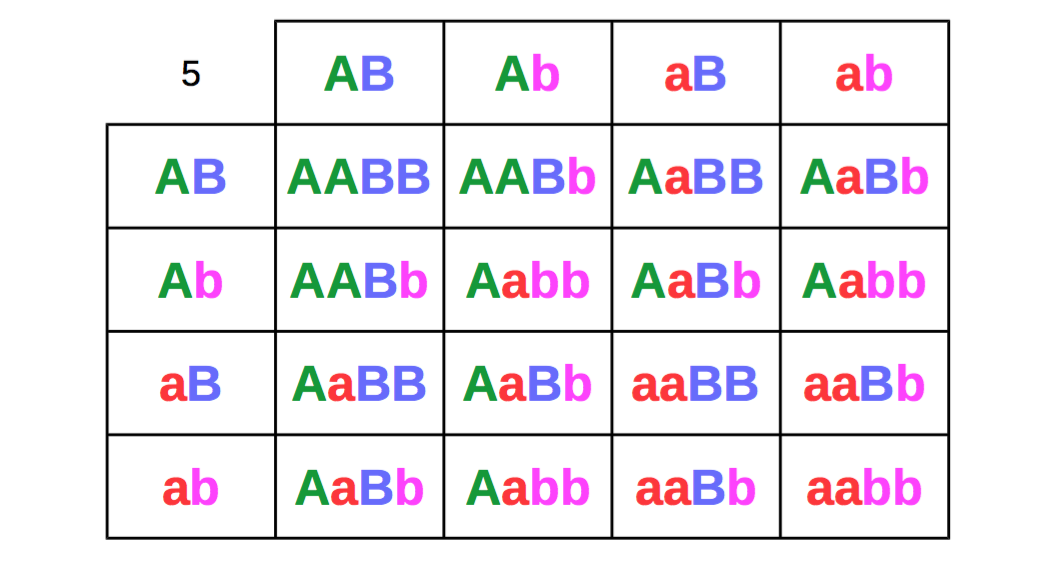 two-recessive-trait-breeding-punett-table-1.png