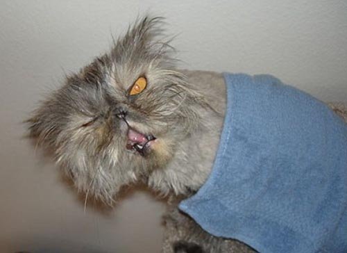 Ugly-Cats-08.jpg